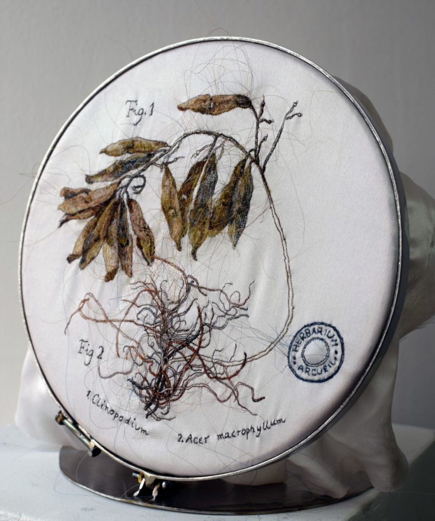 Clinopodium de la série Herbarium, photo 1,Laura Sanchez Filomeno