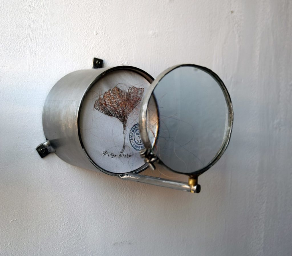GINKGO-BILOBA-serie-HERBARIUM