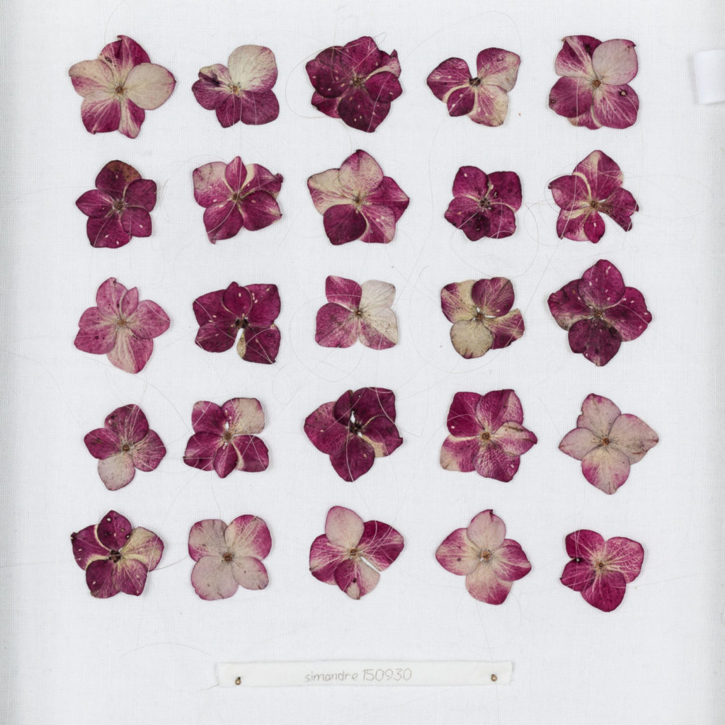alicecalm_cheveux-couture_plantes_youcantbuybuy-23