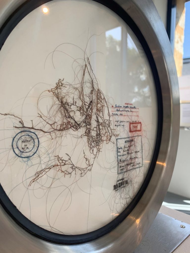 détail Herbarium