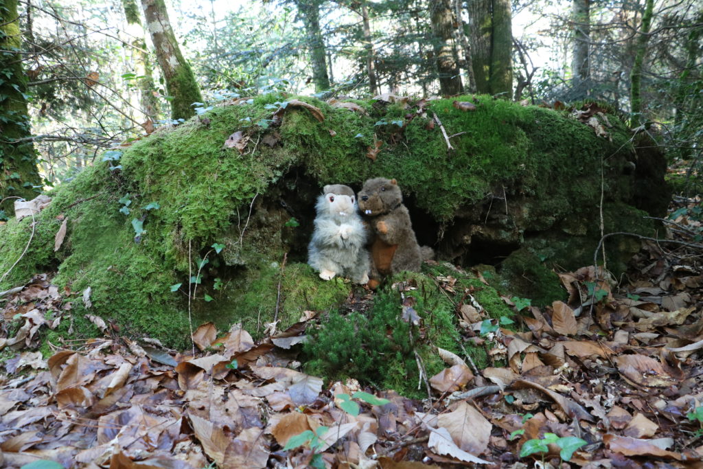 land_art_les_castors