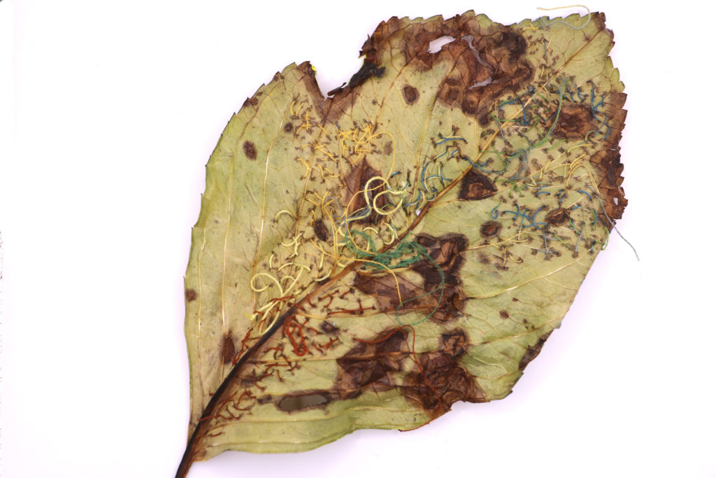 paty_vilo_feuille_1_verso