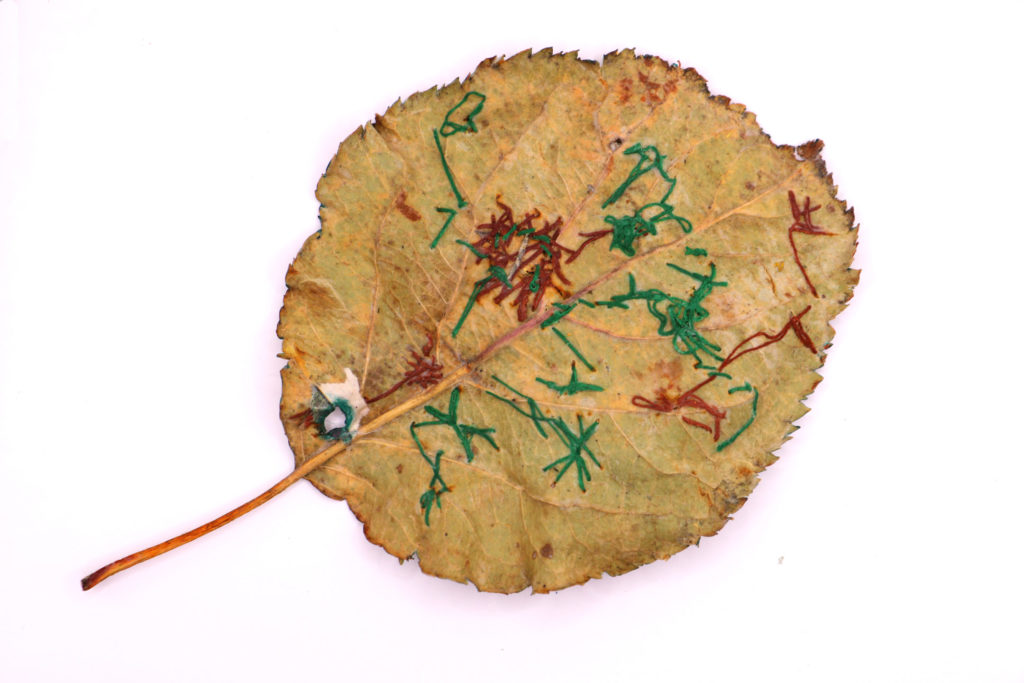 paty_vilo_feuille_5_verso