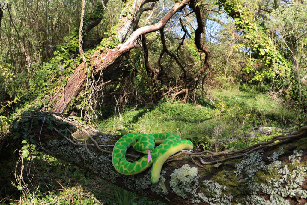 paty_vilo_serpent_marecages