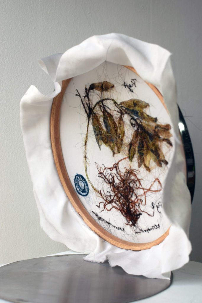 Clinopodium de la série Herbarium, photo 2,Laura Sanchez Filomeno