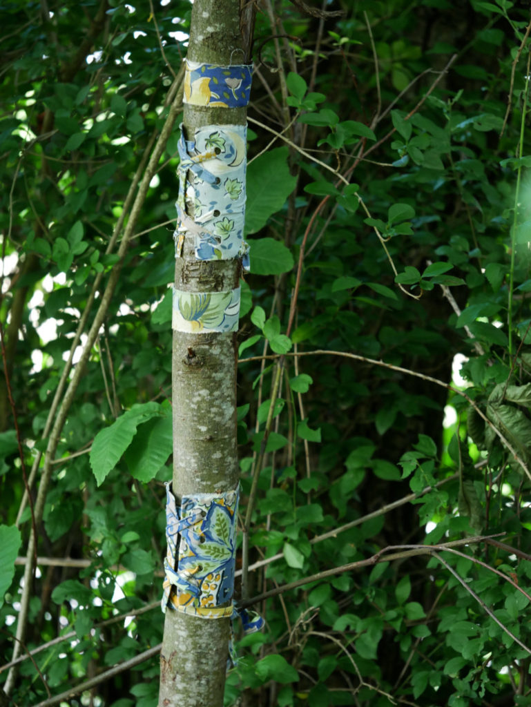 alice calm - corsets d'arbre - frêne P1260548