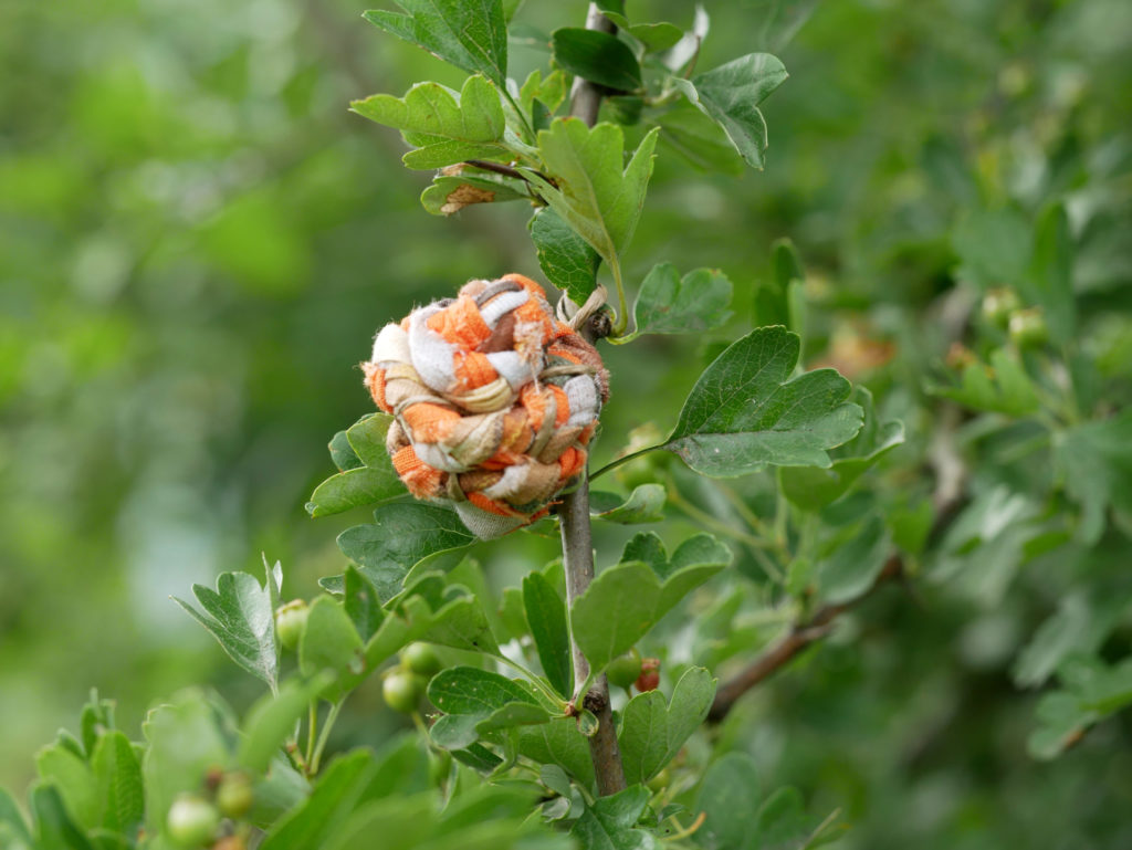 alice calm - des fleurs pour un prunelier P1260348